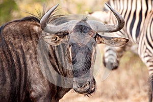 Blue Wildebeest (Connochaetes taurinus)