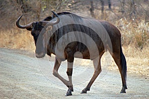 Blue wildebeest (Connochaetes taurinus)