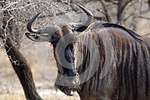 Blue wildebeest (Connochaetes taurinus)