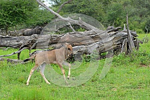 Blue wildebeest (Connochaetes taurinus)