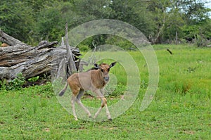 Blue wildebeest (Connochaetes taurinus)