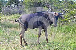 Blue wildebeest (Connochaetes taurinus)