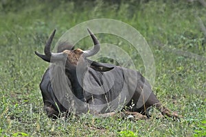 Blue wildebeest (Connochaetes taurinus)