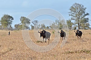 Blue wildebeest (Connochaetes taurinus)