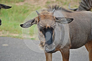 Blue wildebeest (Connochaetes taurinus)