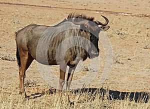 Blue wildebeest (Connochaetes taurinus) photo