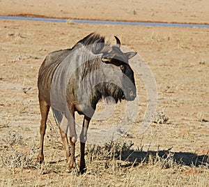 Blue wildebeest (Connochaetes taurinus) photo