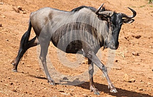 Blue wildebeest, Connochaetes taurinus