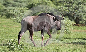 Blue wildebeest, Connochaetes taurinus
