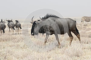 Blue Wildebeest, Connochaetes taurinus