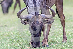 Blue wildebeest Connochaetes taurinus