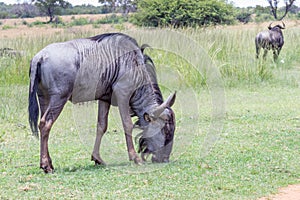 Blue wildebeest Connochaetes taurinus