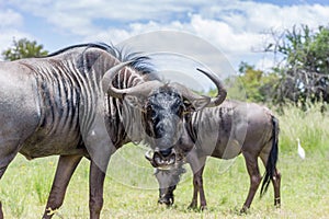 Blue wildebeest Connochaetes taurinus