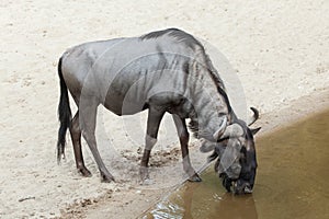 Blue wildebeest Connochaetes taurinus