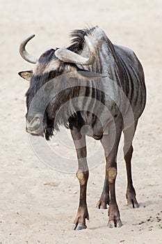 Blue wildebeest Connochaetes taurinus