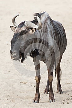 Blue wildebeest Connochaetes taurinus