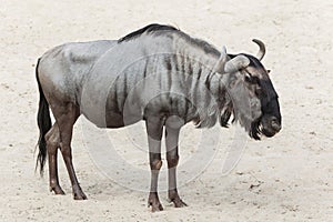 Blue wildebeest Connochaetes taurinus