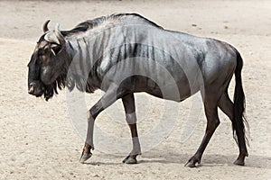 Blue wildebeest Connochaetes taurinus