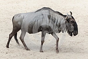 Blue wildebeest & x28;Connochaetes taurinus& x29;