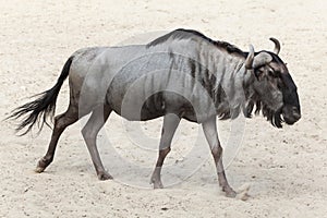 Blue wildebeest Connochaetes taurinus