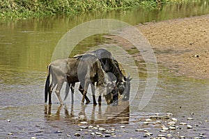 Blue Wildebeest, connochaetes taurinus, Adults drinking at River, Masai Mara Park in Kenya