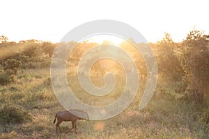 The blue wildebeest (Connochaetes taurinus) in South Afirica photo