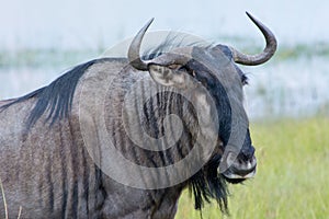 Blue wildebeest Connochaetes taurinus, also called the common wildebeest