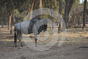 A Blue wildebeest Connochaetes taurinus, also called the common wildebeest