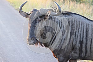 The blue wildebeest (Connochaetes taurinus) in South Afirica photo