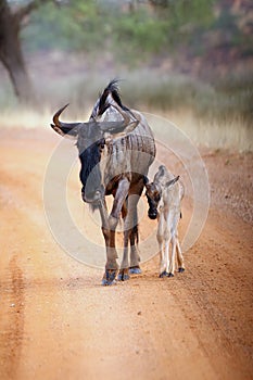 The blue wildebeest Connochaetes taurinus, also called the common wildebeest, white-bearded wildebeest or brindled gnu.Aemale