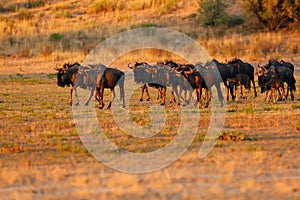 The blue wildebeest Connochaetes taurinus, also called the common wildebeest, white-bearded wildebeest or brindled gnu.Herd with