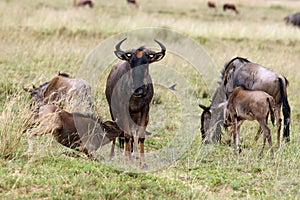 The blue wildebeest Connochaetes taurinus, also called the common wildebeest, white-bearded wildebeest or brindled gnu. Herd of