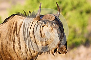 The blue wildebeest Connochaetes taurinus, also called the common wildebeest, white-bearded wildebeest or brindled gnu, portrait