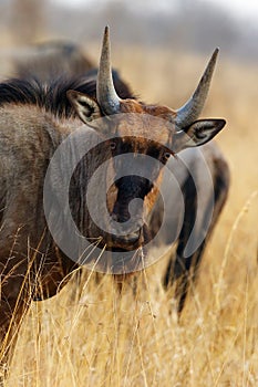 The blue wildebeest Connochaetes taurinus, also called the common wildebeest, white-bearded wildebeest, portait of the young gnu