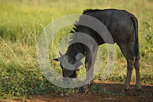 A blue wildebeest Connochaetes taurinus baby calmly feeding in wet green grassland