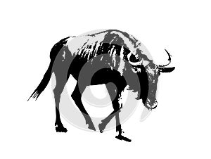 Blue wildebeest - Connochaetes taurinus, black and white vector