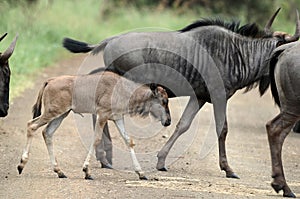 Blue wildebeest (Connochaetes taurinus) calf