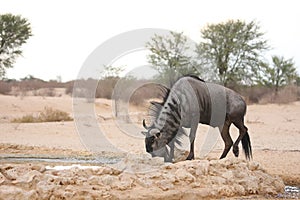 A blue wildebeest Connochaetes taurinus calmly drinking in dry grassland