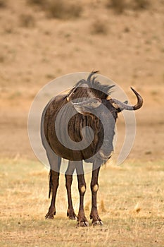 A blue wildebeest Connochaetes taurinus calmly staying in dry grassland and red sand in Kalahari desert