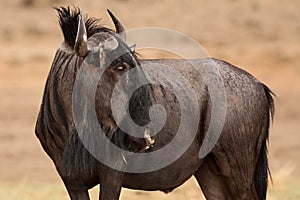 A blue wildebeest Connochaetes taurinus calmly stying on the Kalahari desert and loking for the predators