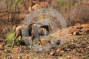 A blue wildebeest Connochaetes taurinus calmly walking.