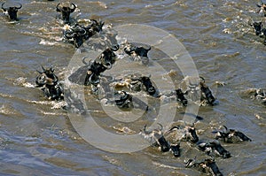 BLUE WILDEBEEST connochaetes taurinus CROSSING MARA RIVER IN MASAI MARA PARK, KENYA