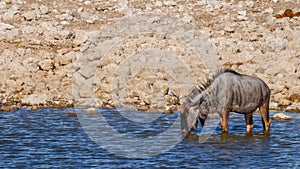 Blue wildebeest Connochaetes taurinus drinking at the Okaukuejo waterhole, Etosha National Park, Namibia.