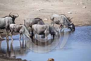 Blue Wildebeest Connochaetes taurinus, drinks from waterhole, Etosha National Park, Namibia