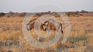 Blue wildebeest Connochaetes taurinus in Etosha National Park, Namibia, Africa