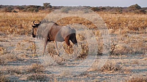 Blue wildebeest Connochaetes taurinus in Etosha National Park, Namibia, Africa