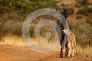 Blue Wildebeest Connochaetes taurinus family, mother with baby