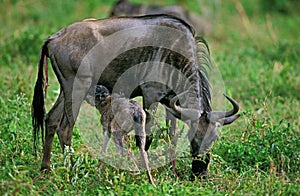 Blue Wildebeest, connochaetes taurinus, Female with Newborn Calf, Baby Suckling, Serengeti Park in Tanzania