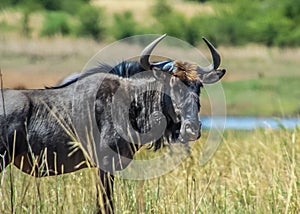 Blue wildebeest Connochaetes taurinus in a game reserve in South Africa