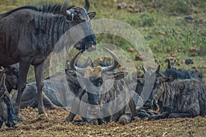 Blue wildebeest Connochaetes taurinus in a game reserve in South Africa